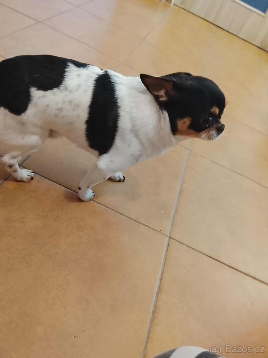 Prodám čivavu je to pes - 3