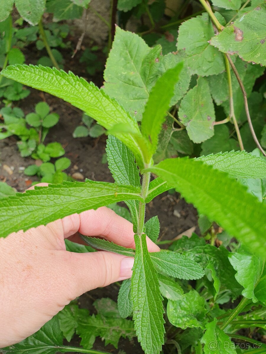 Verbena, sporýš argentinský - 3