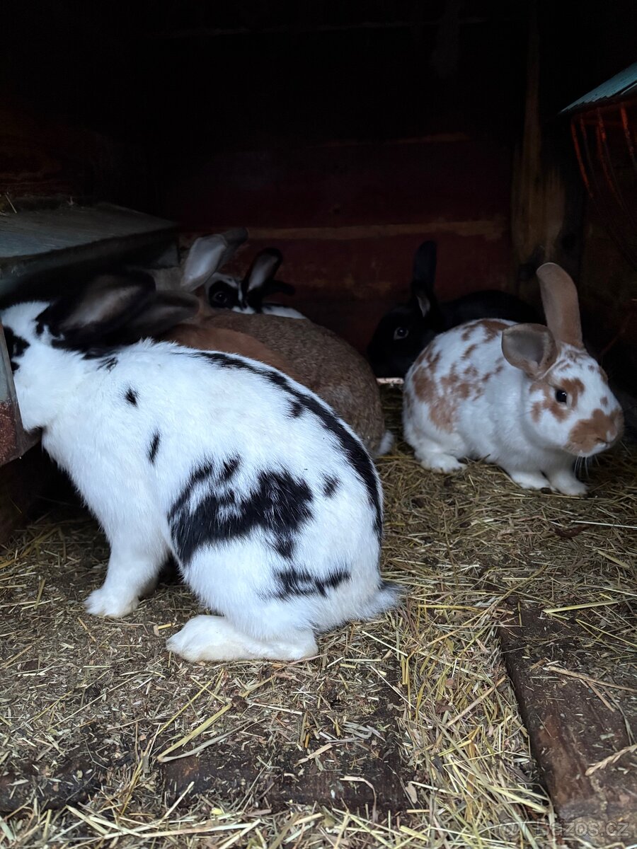 Prodám Králíky - 3