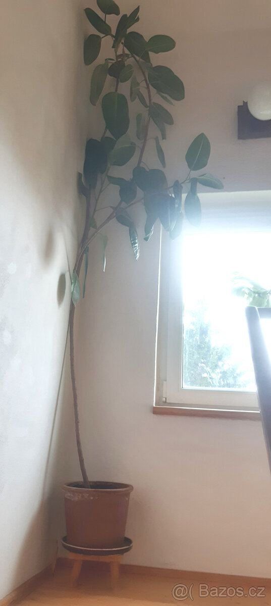Vzrostlý fíkus - 3