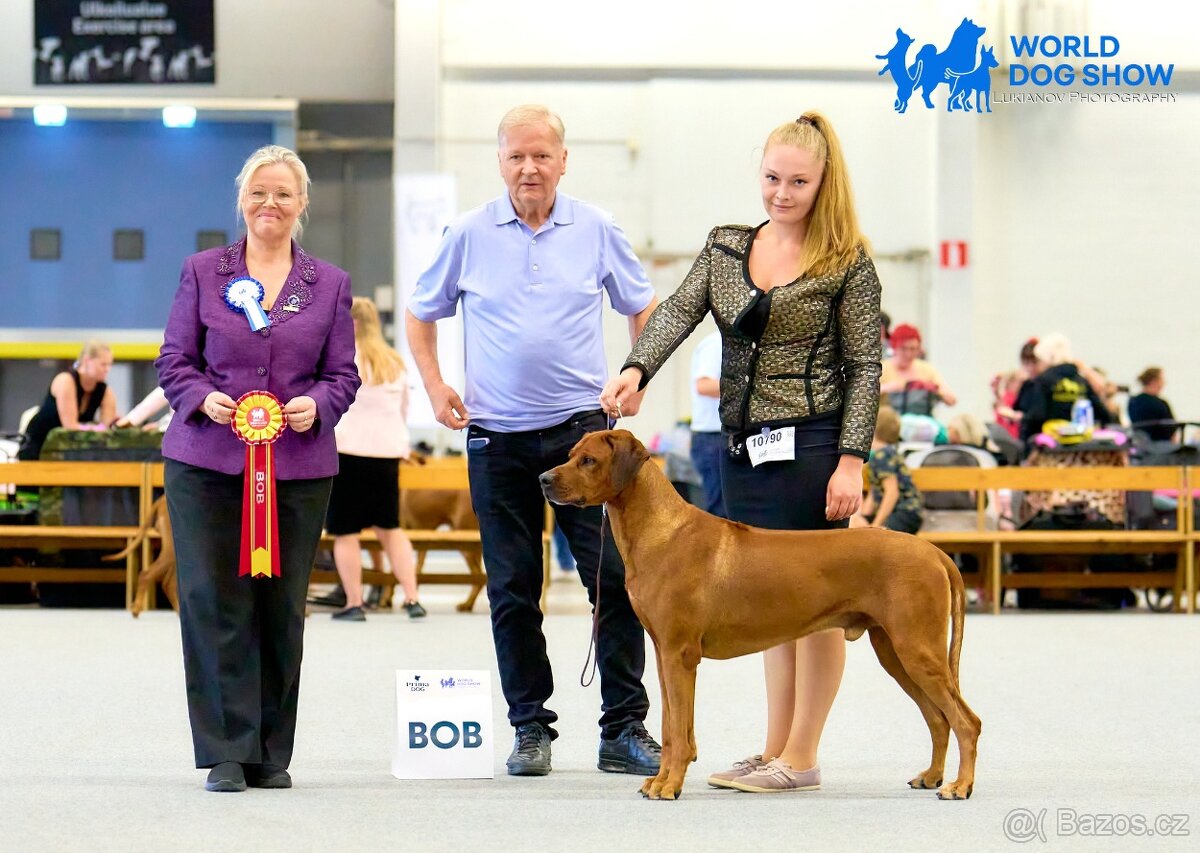 Štěňata rhodéského ridgebacka - 3