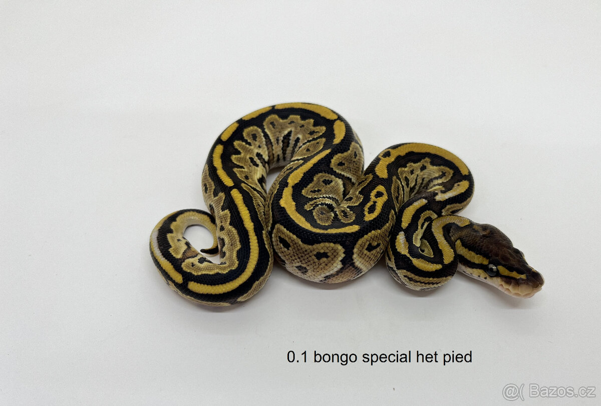 Krajta královská(Python regius) - 3