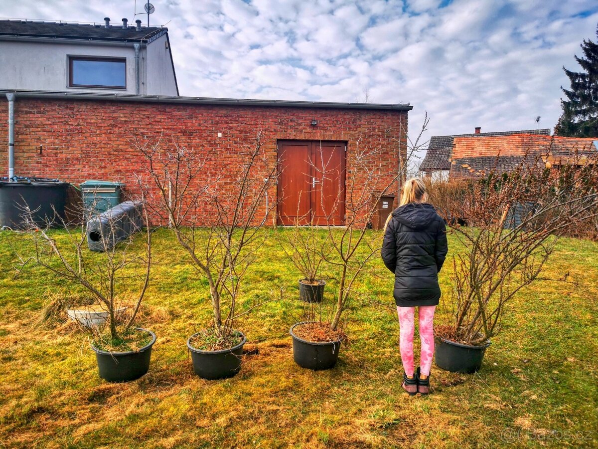 Vzrostlé rakytníky a josta - 3