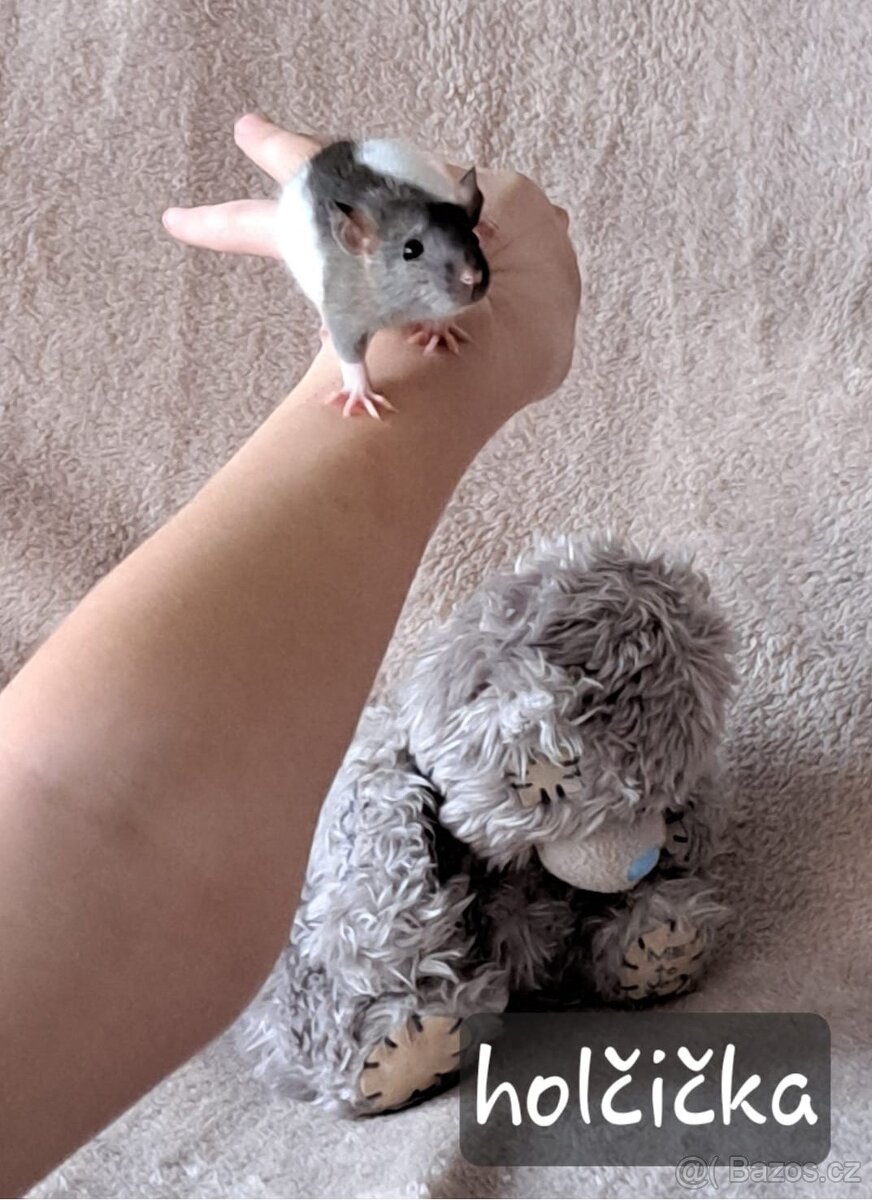 mláďata potkana Dumbo - 3