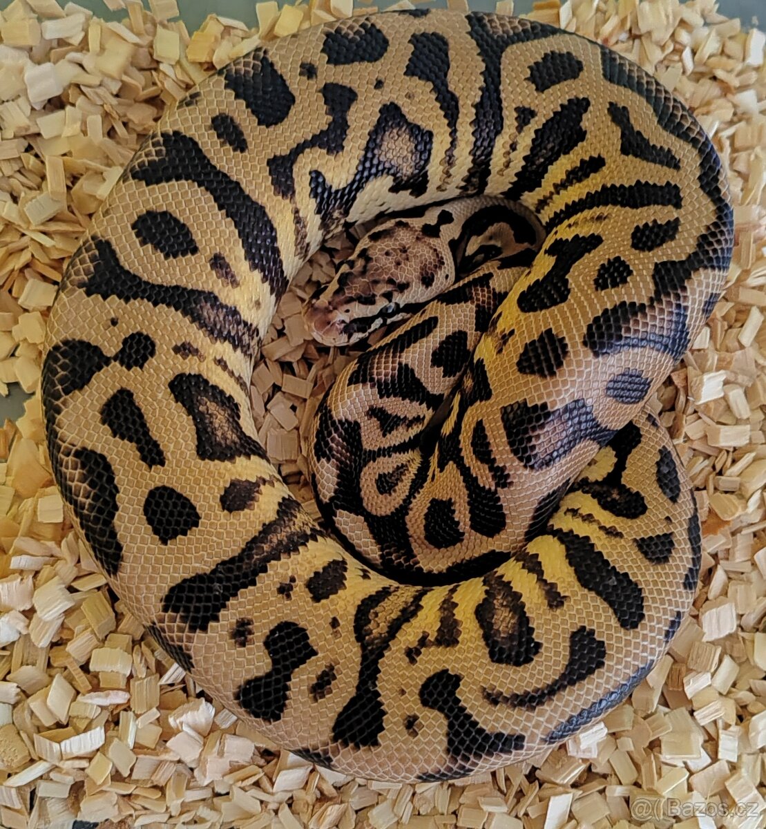 Krajta královská - 3