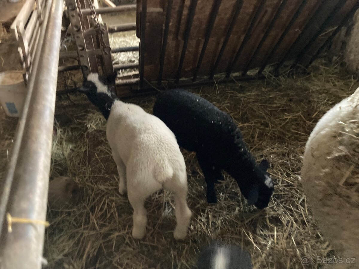 Jehňata - 3