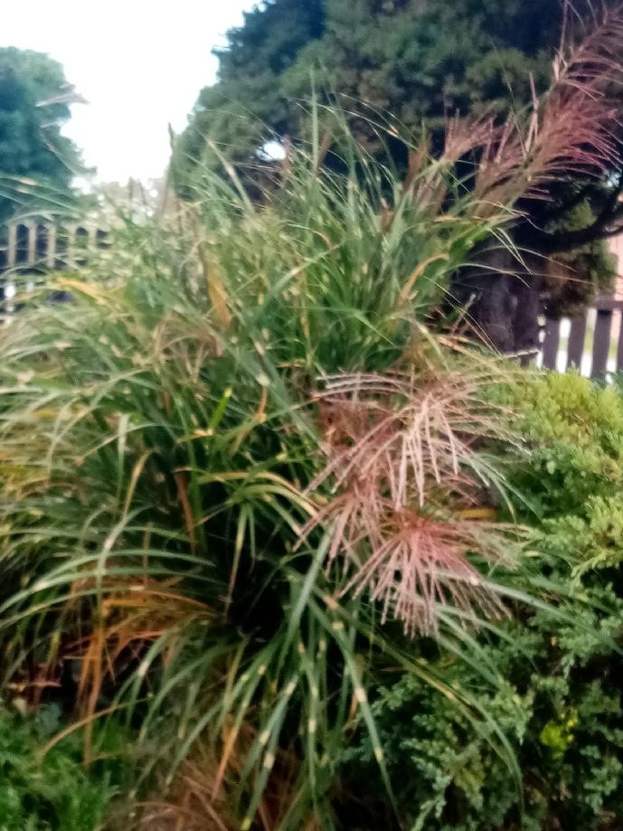 TRVALKY - ODKOPKY - 3