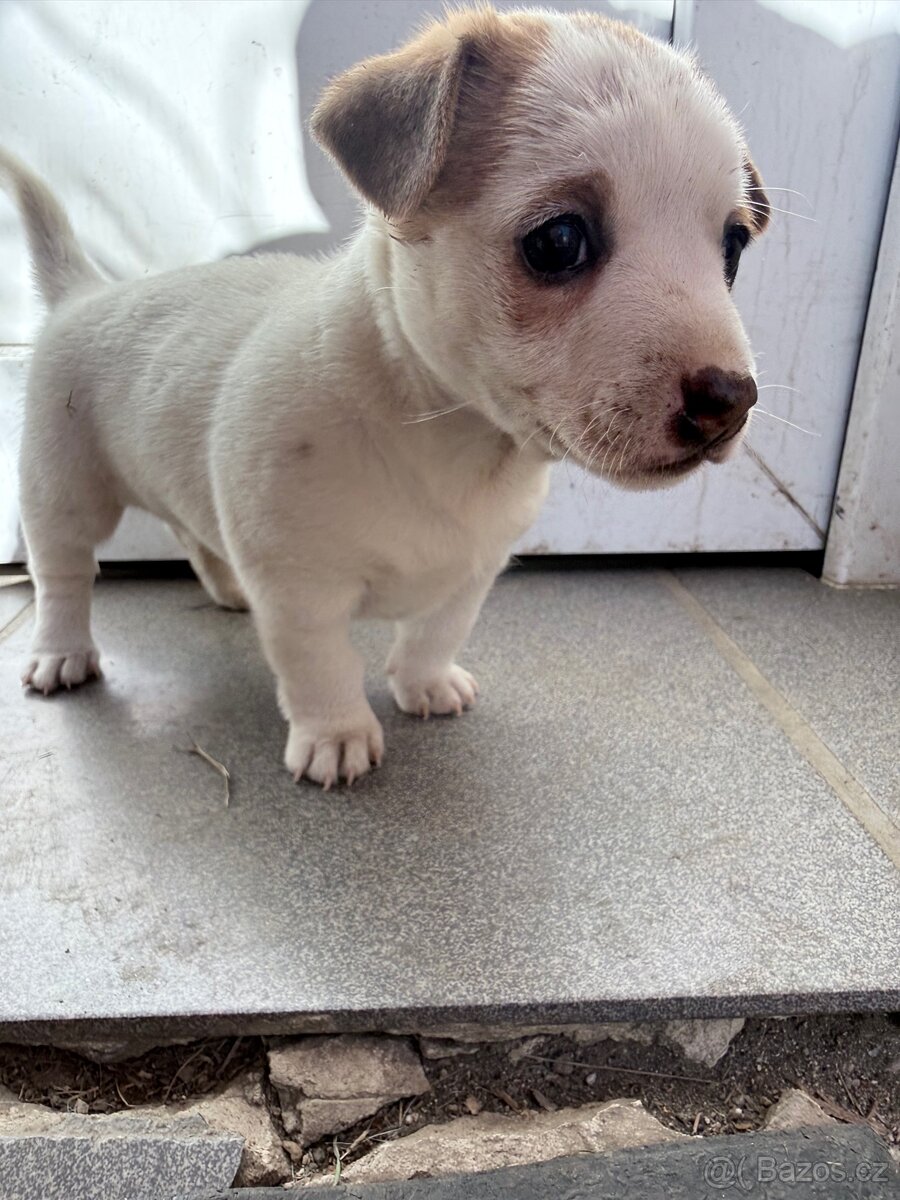 Jack russell teriér - 3