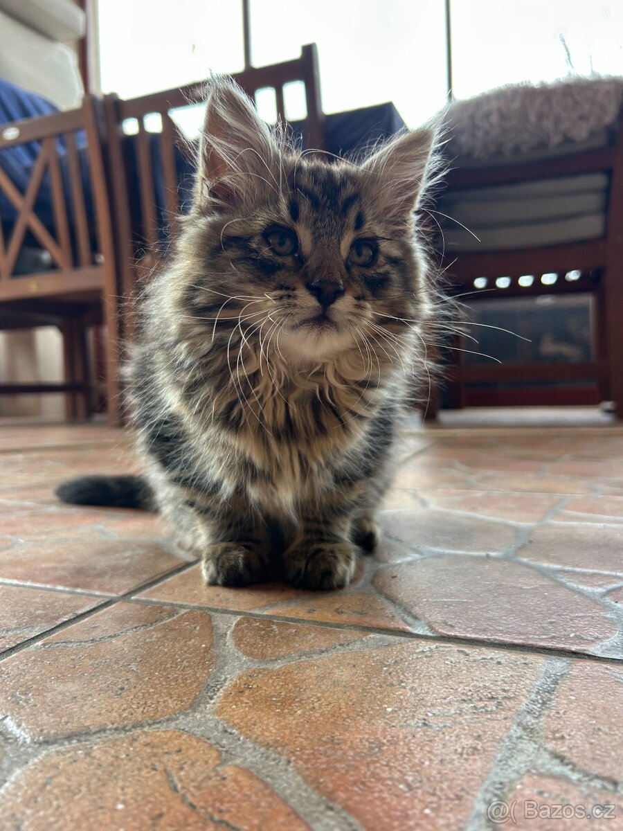 Koťata s geny Mainské mývalí - 3