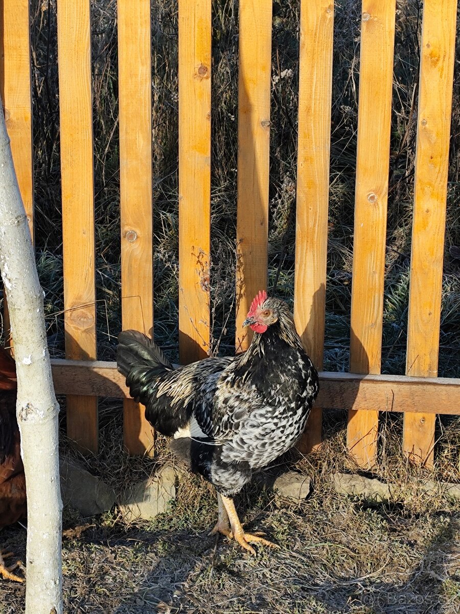 Kohouti plemene Horal - 3