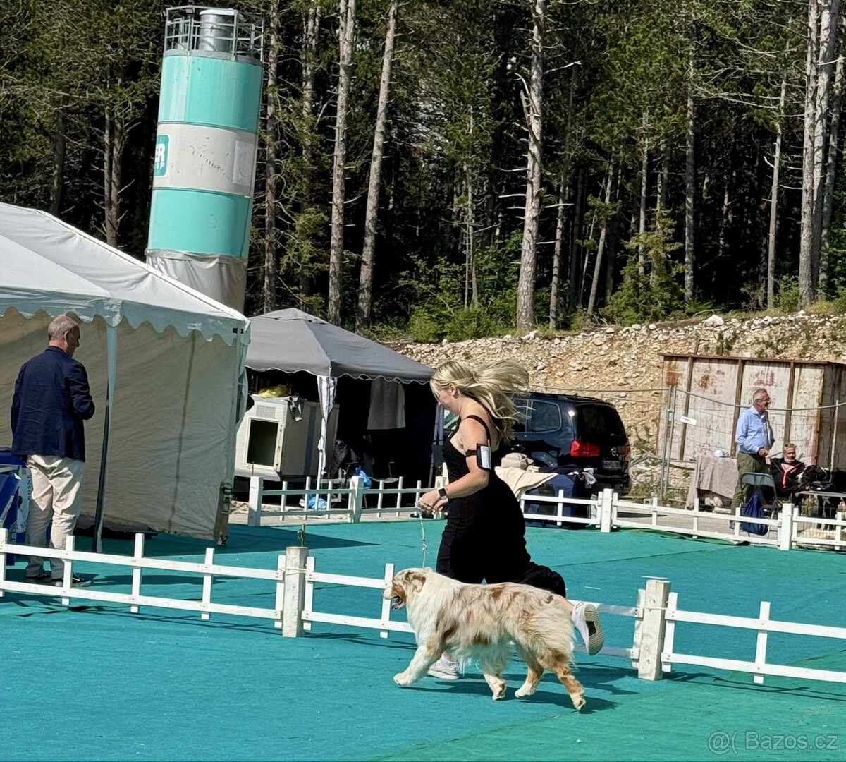 krytí CHOVNÝM PES - australský ovčák s PP - 3