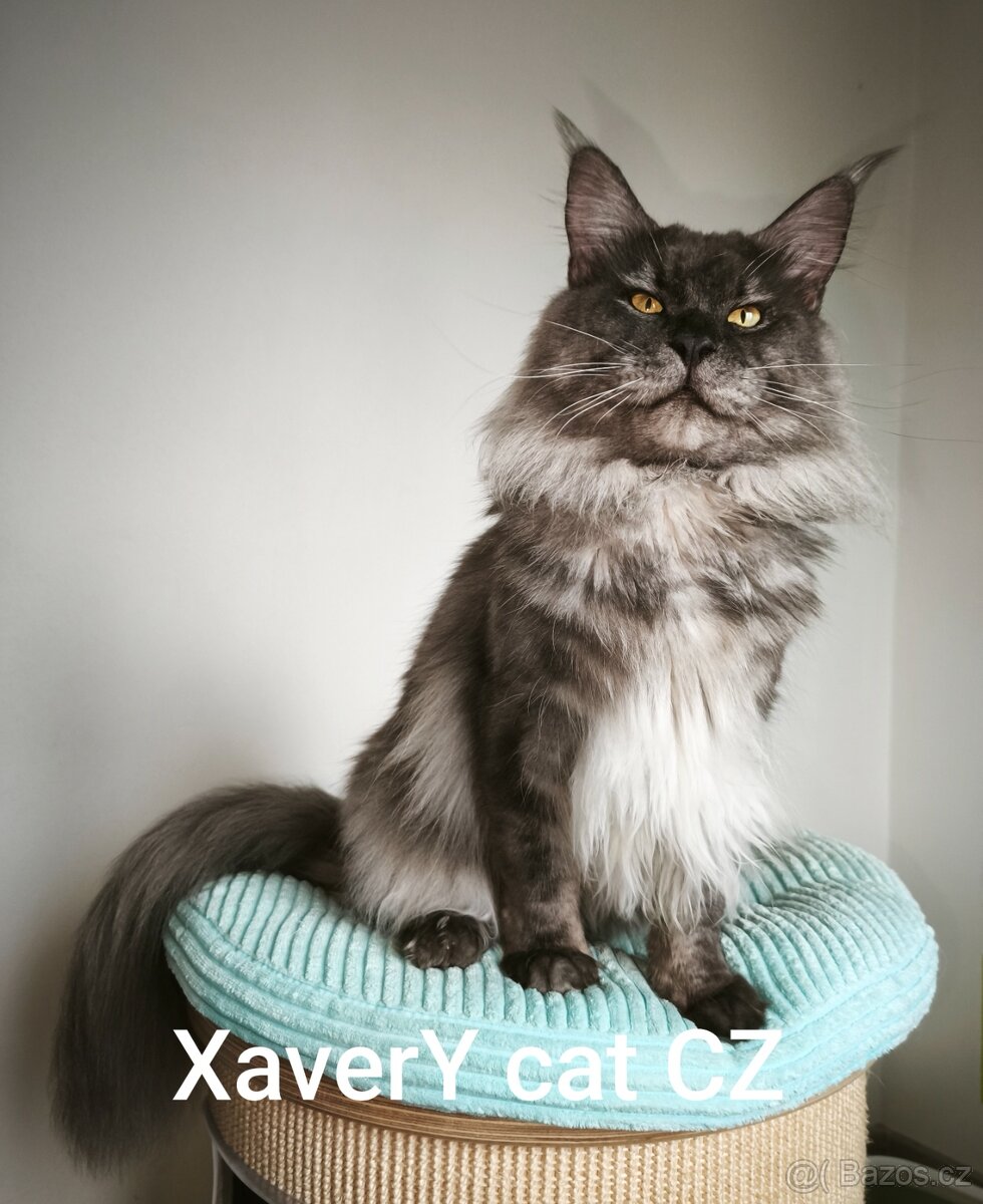 Mainská mývalí s PP - 3