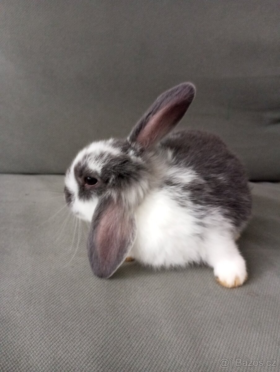 Zakrslý beránek králíček - 3