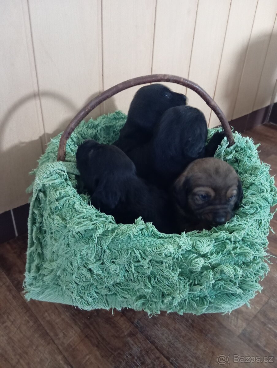 Nabízím štěňátka do dobrých rukou. - 3