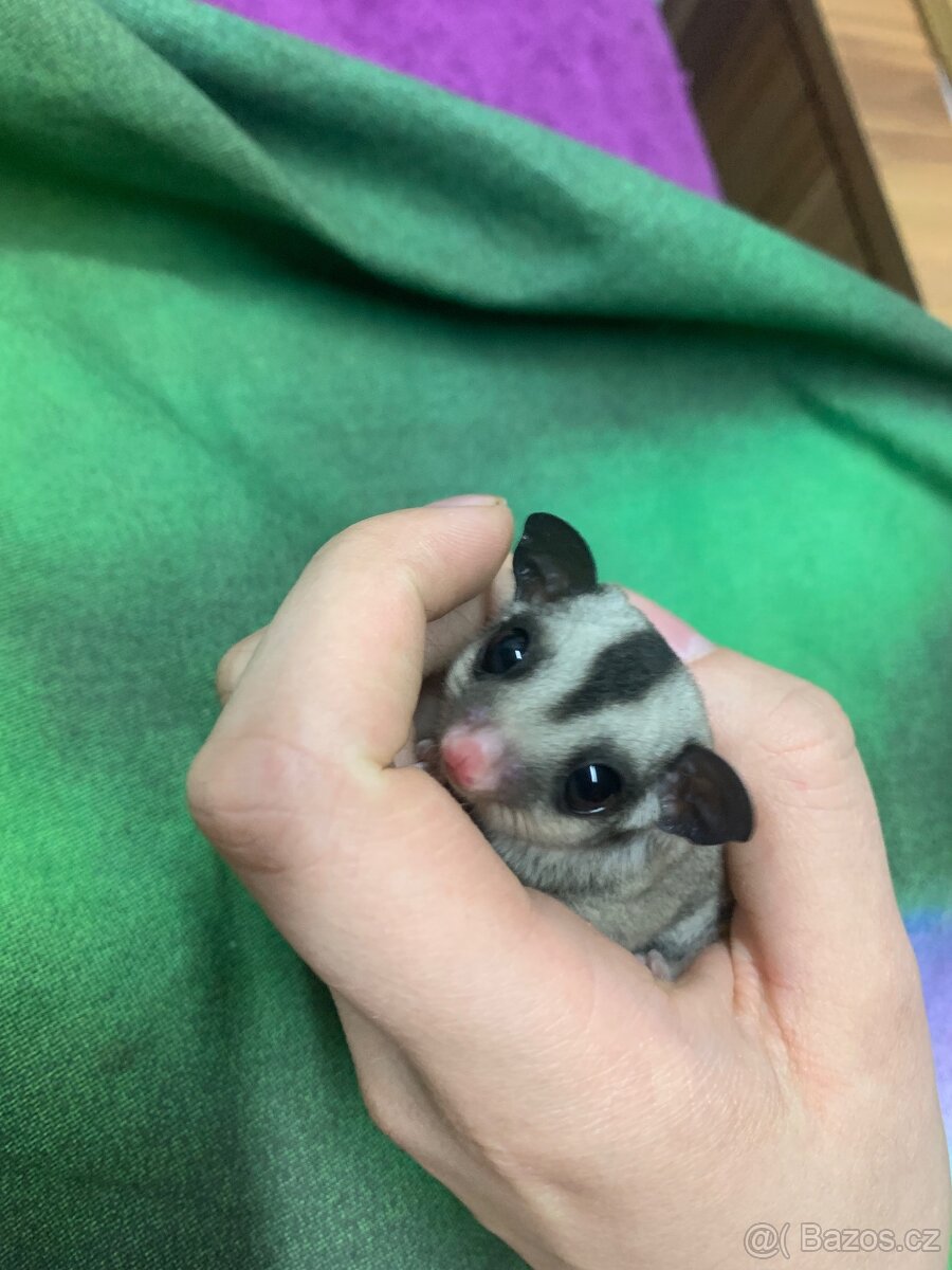 Vakoveverka létavá - 3