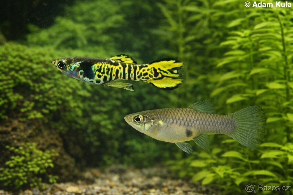 endlerky - živorodka wingeova - 3