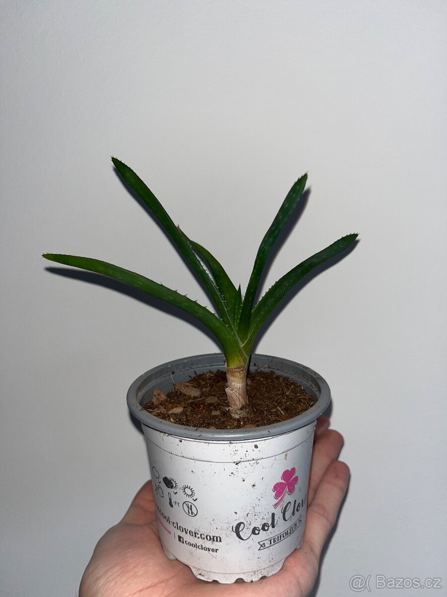 Aloe okrasné - 3