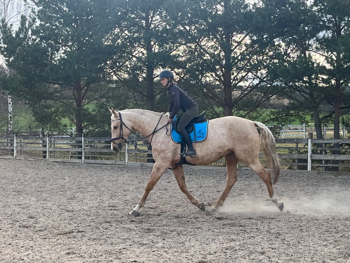 8 letá Kinská klisna - 3