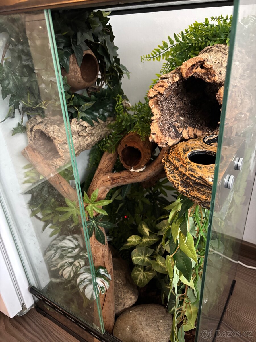 Terárium + pagekon - 3