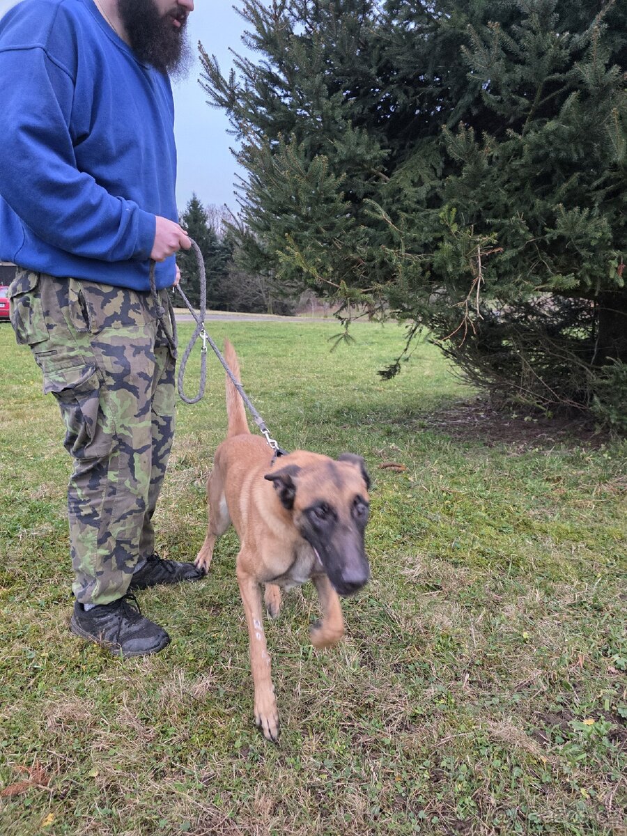 Belgický ovčák malinois - 3