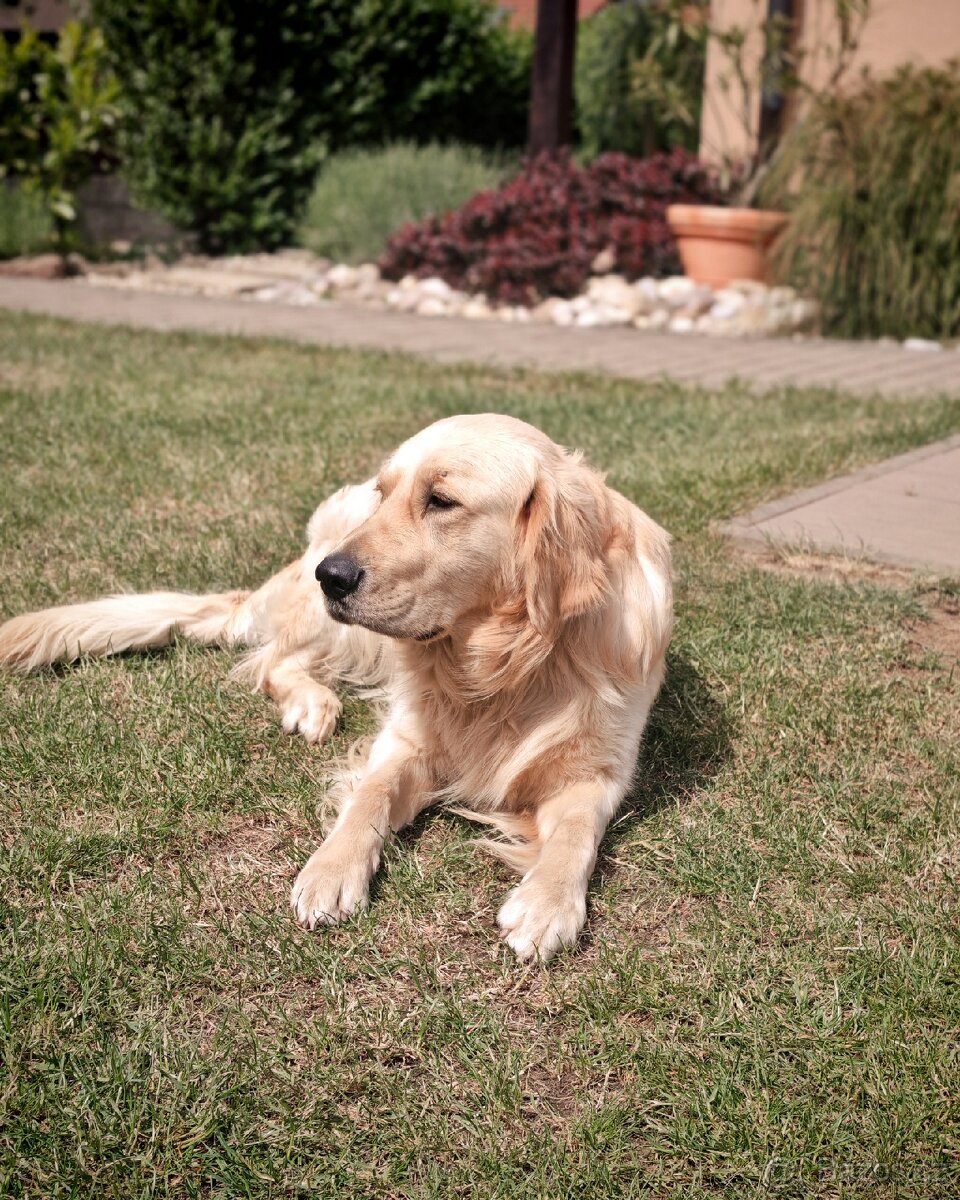 Zlatý retrívr (retriever) ke krytí - 3