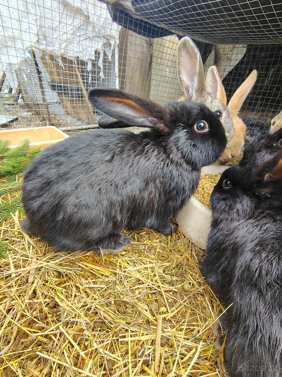 Králíci - samci - 3