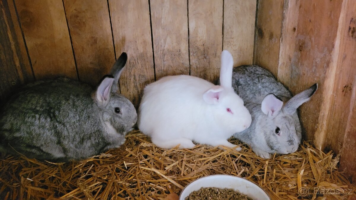 Chovný králík - 3