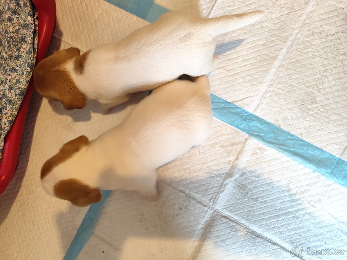 Jack Russell teriér štěňata bez PP - 3