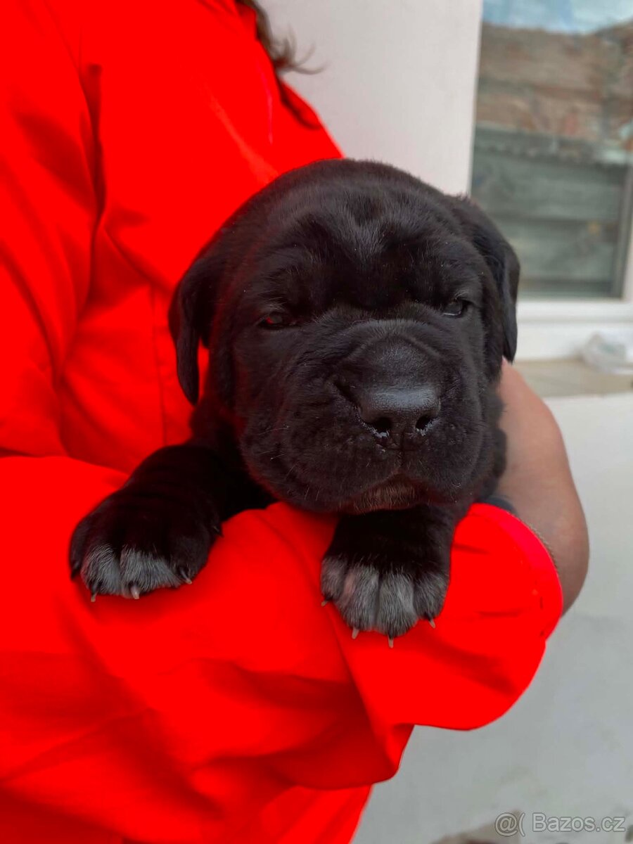 Štěňátka Cane Corso s PP - 3