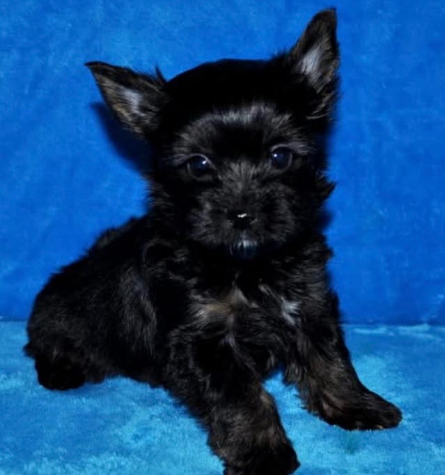 Krytí Jorkšír teriér s PP - 3