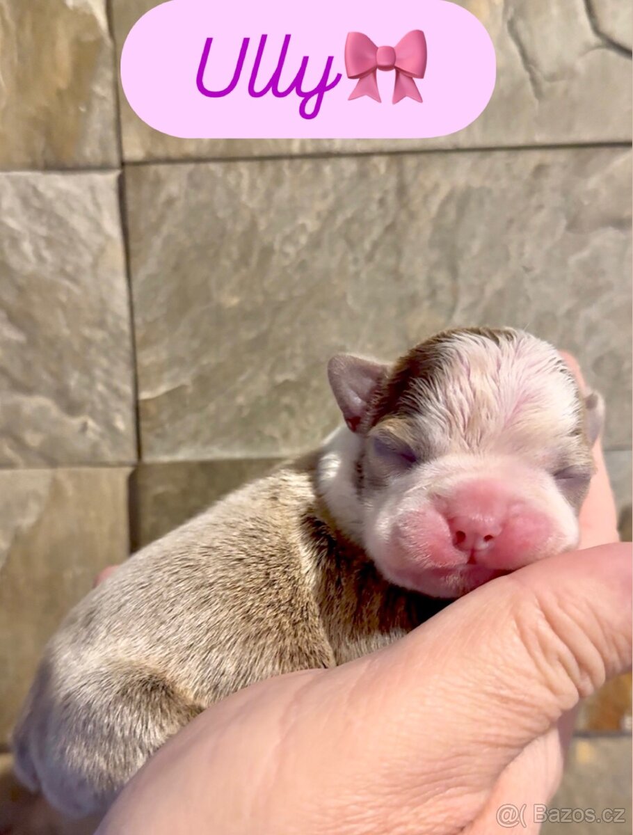 Bostonský teriér s PP - 3