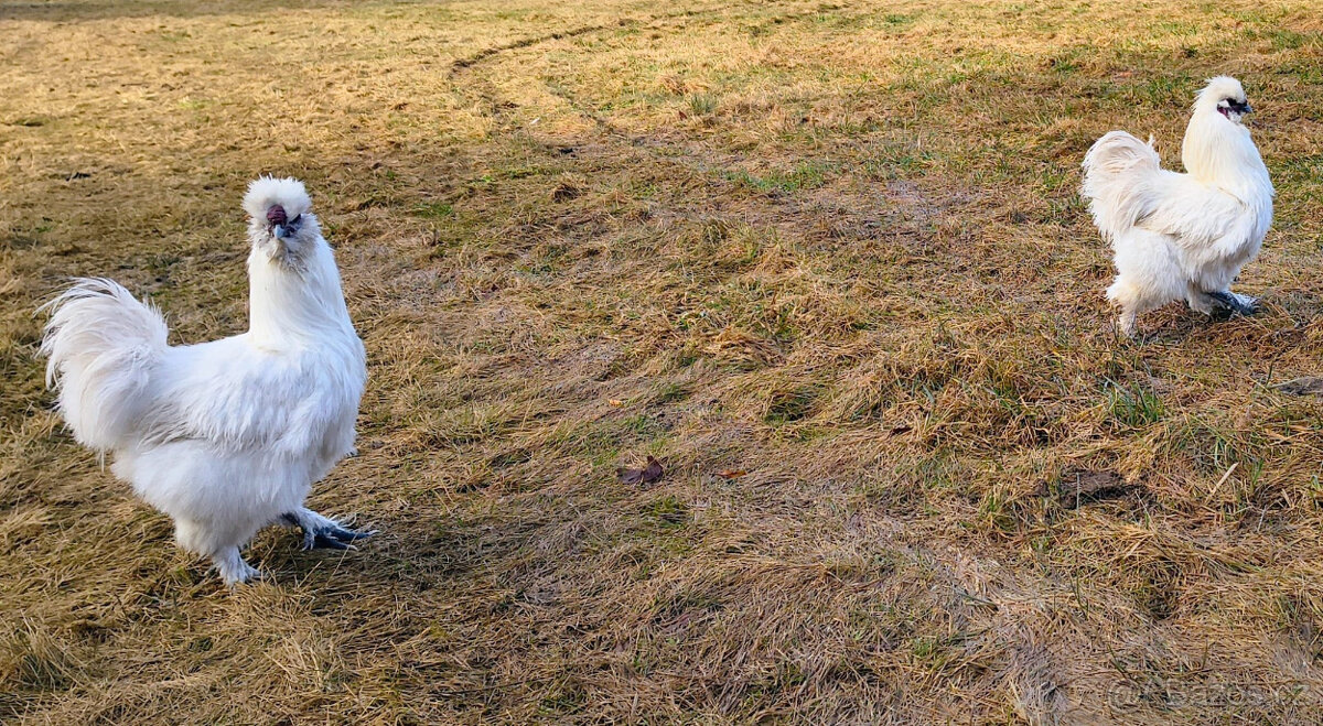 Hedvábnička - kohout - 3