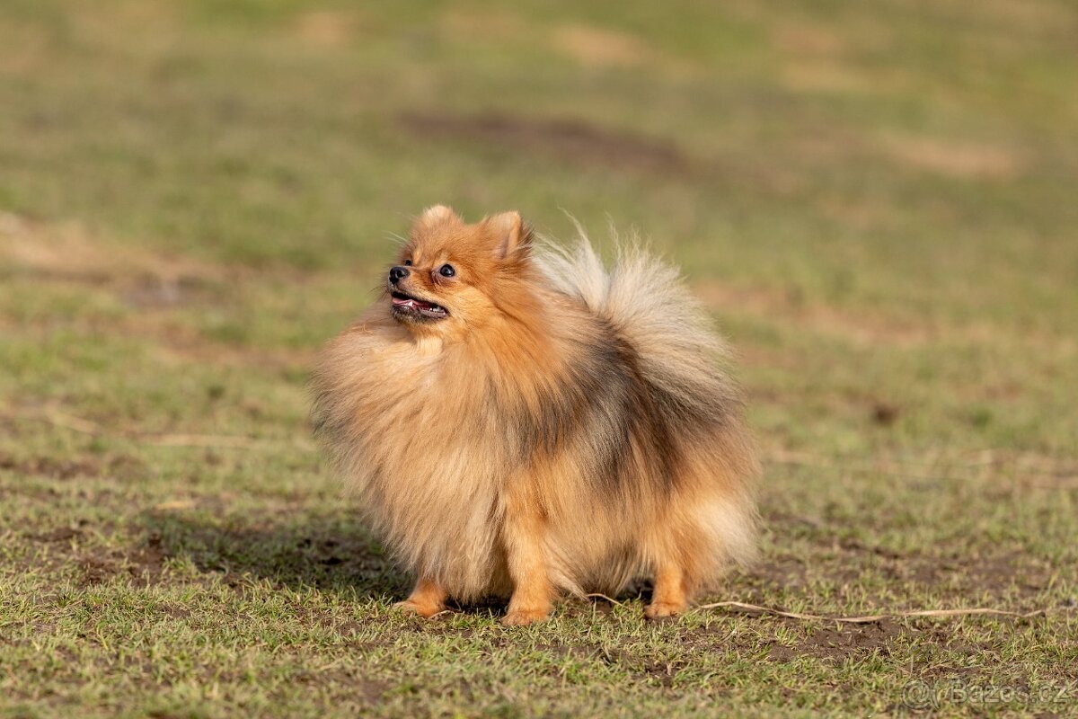 Pomeranian s PP - 3