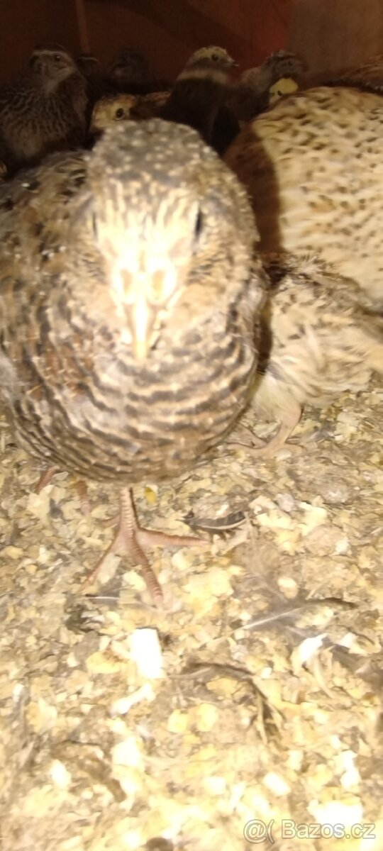 Křepelka japonská - 3