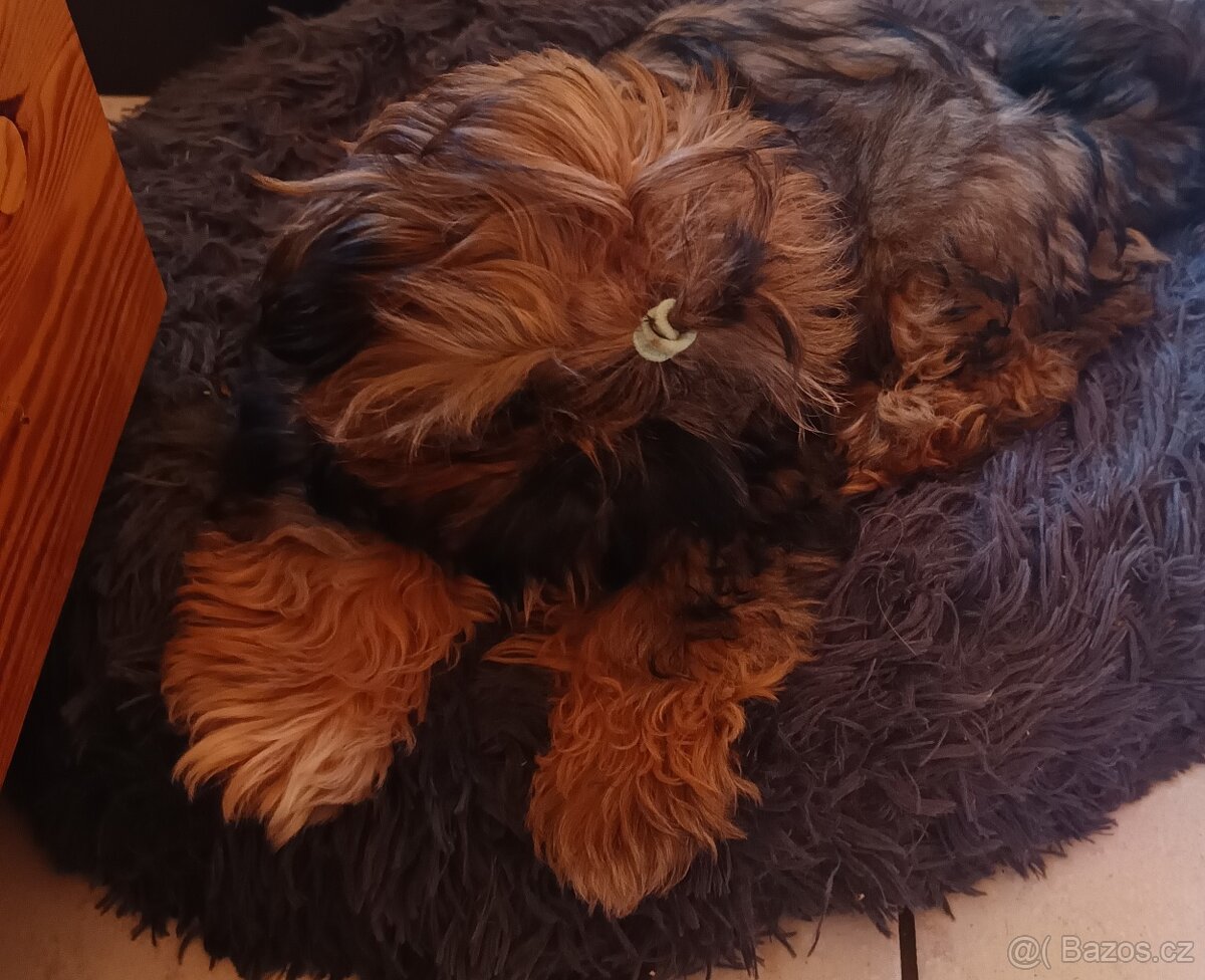 Shi tzu - 3