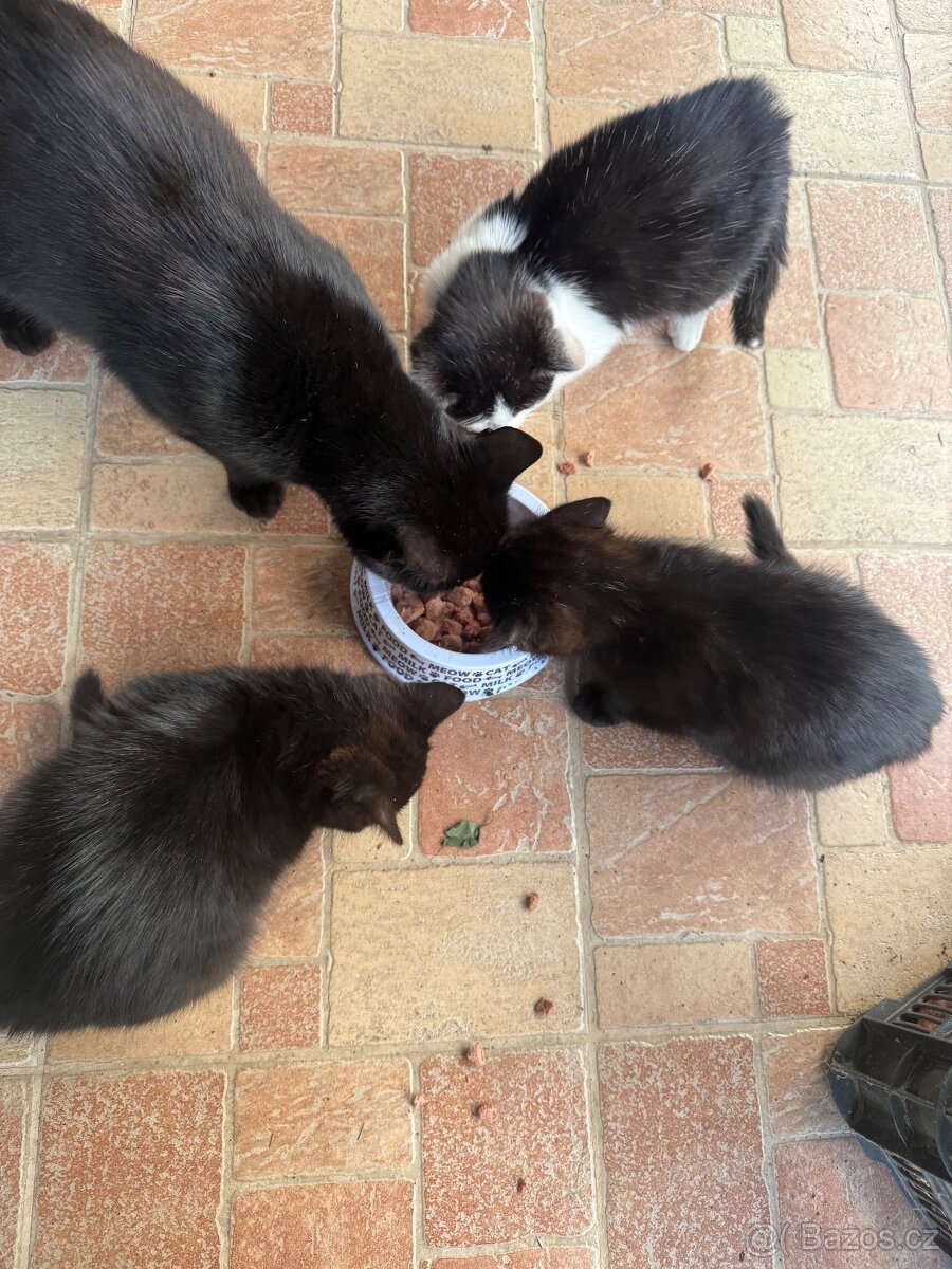 Koťata - 3