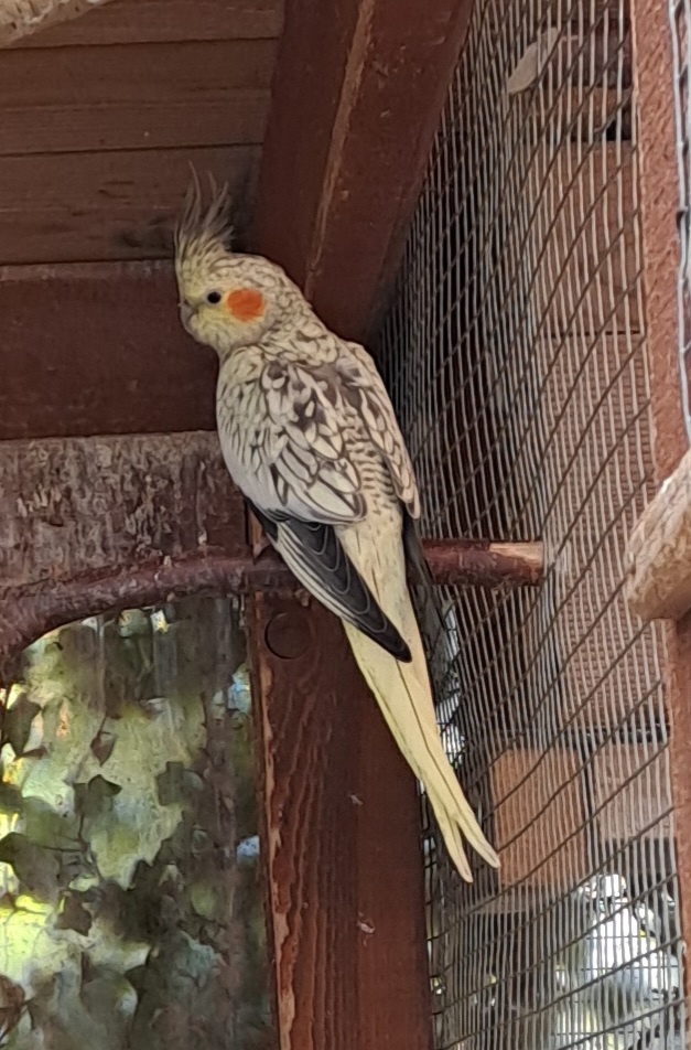 Korela chocholatá - 3