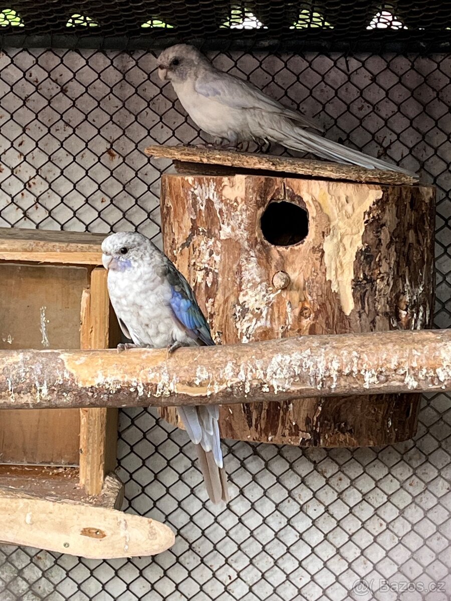 Rosela penant pastel - 3