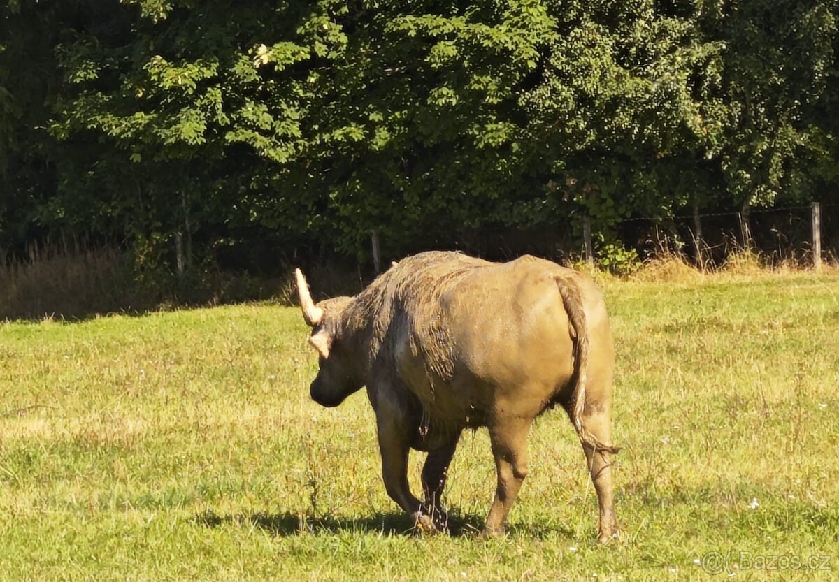Buvol domácí (bahenní) - 3