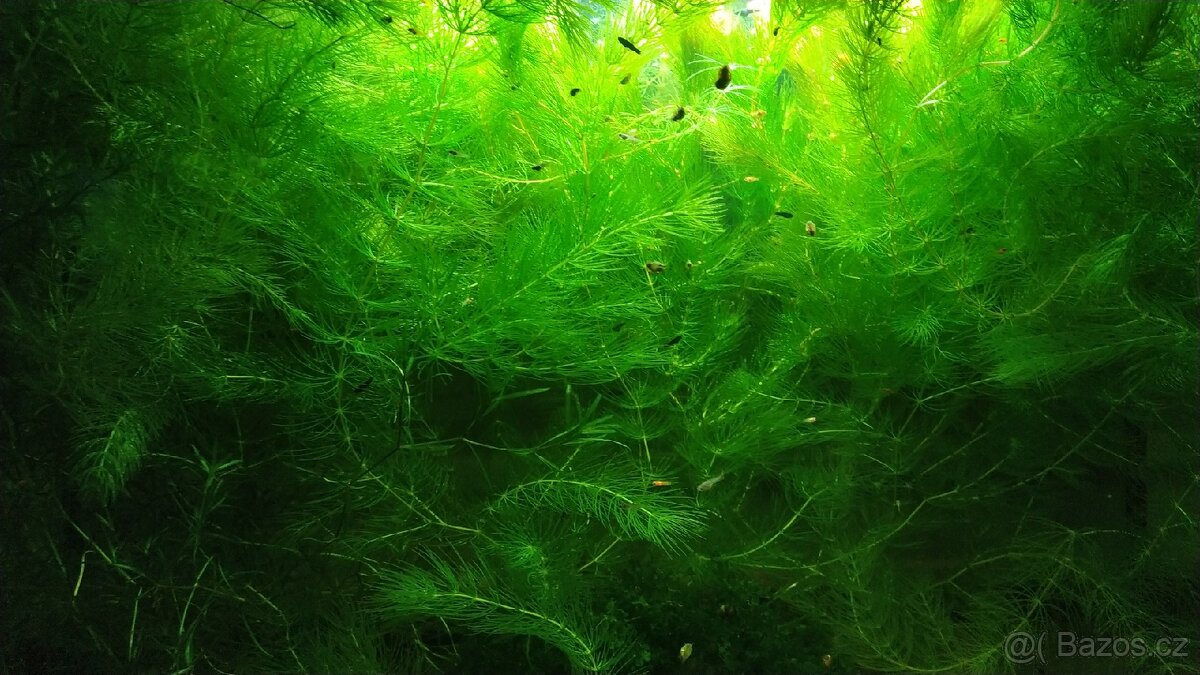 AKVARIJNÍ ROSTLINY -RŮŽKATEC - 3