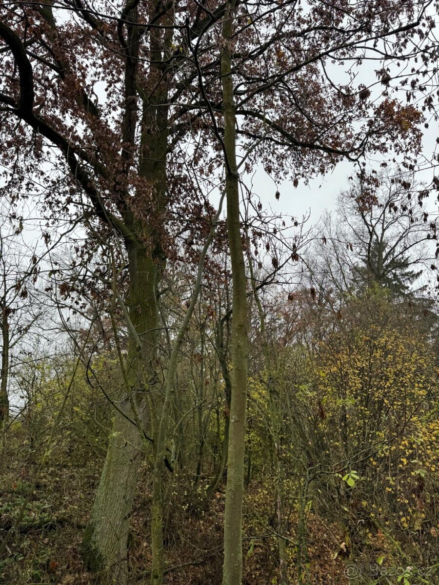 Prodej lesního pozemku k.ú. Boreč - 3