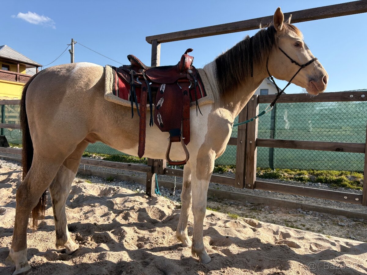 APH More Moonlight Chex - 3