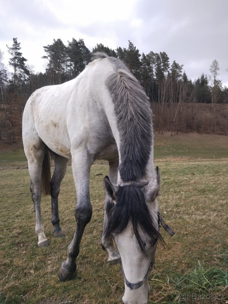 A1/1, 4 roky,valach - 3