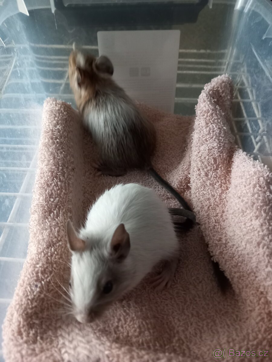 Osmák Degu - 3