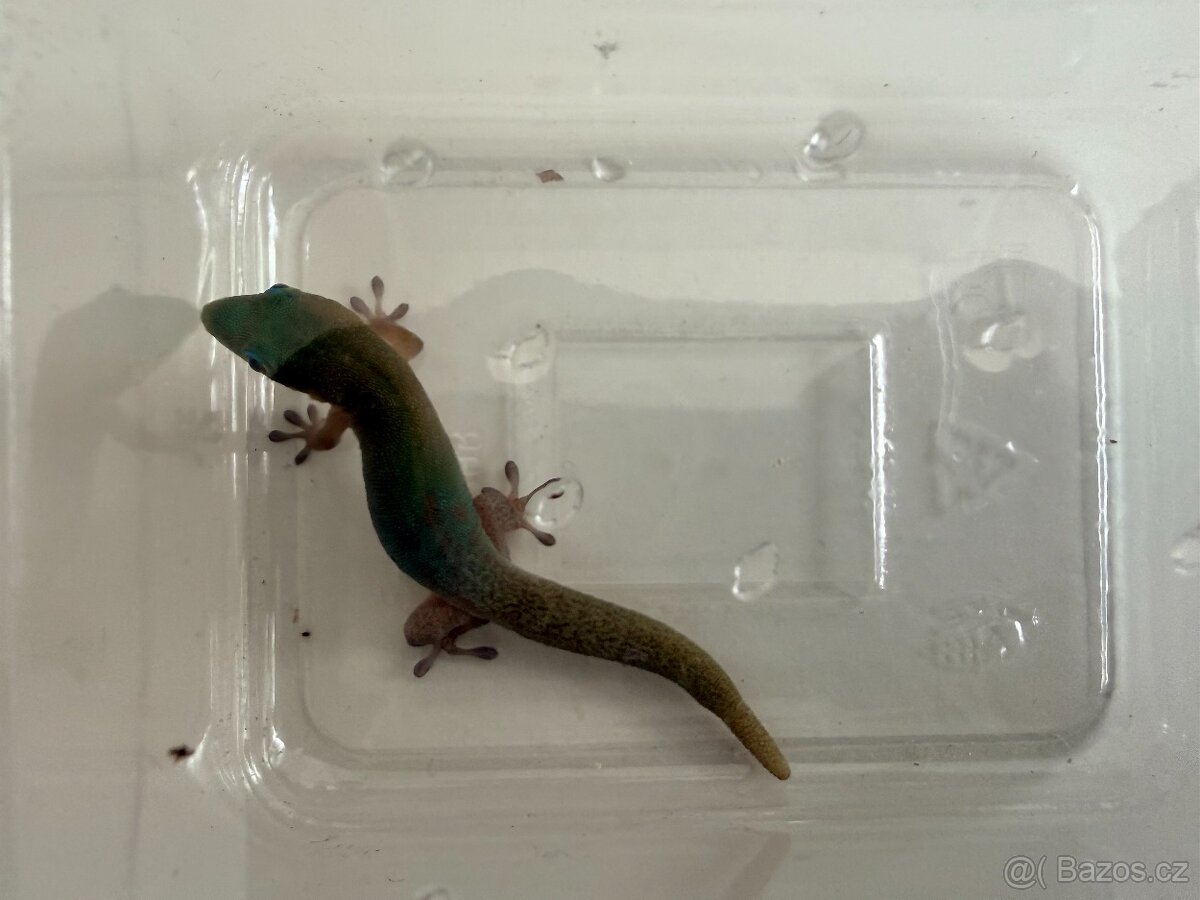 Felsuma zlatoocasá (Laticauda) 2 mláďata, samec a samice - 3