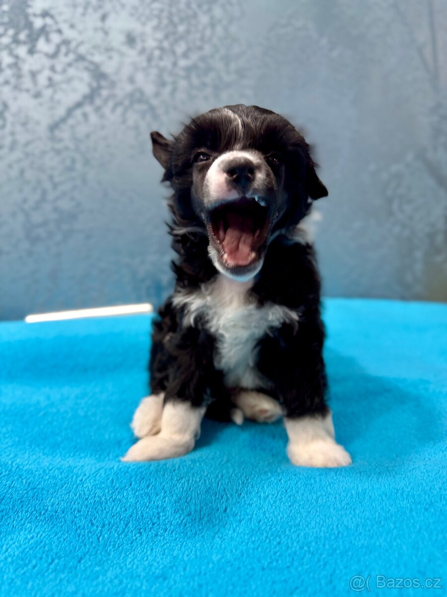 Čínský chocholatý pes s PP - labutěnka Carl - 3