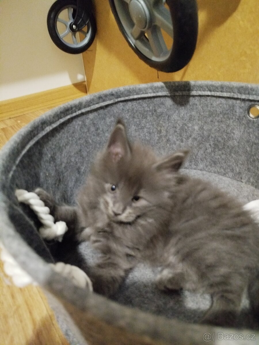 Mainská mývalí bez PP - 3