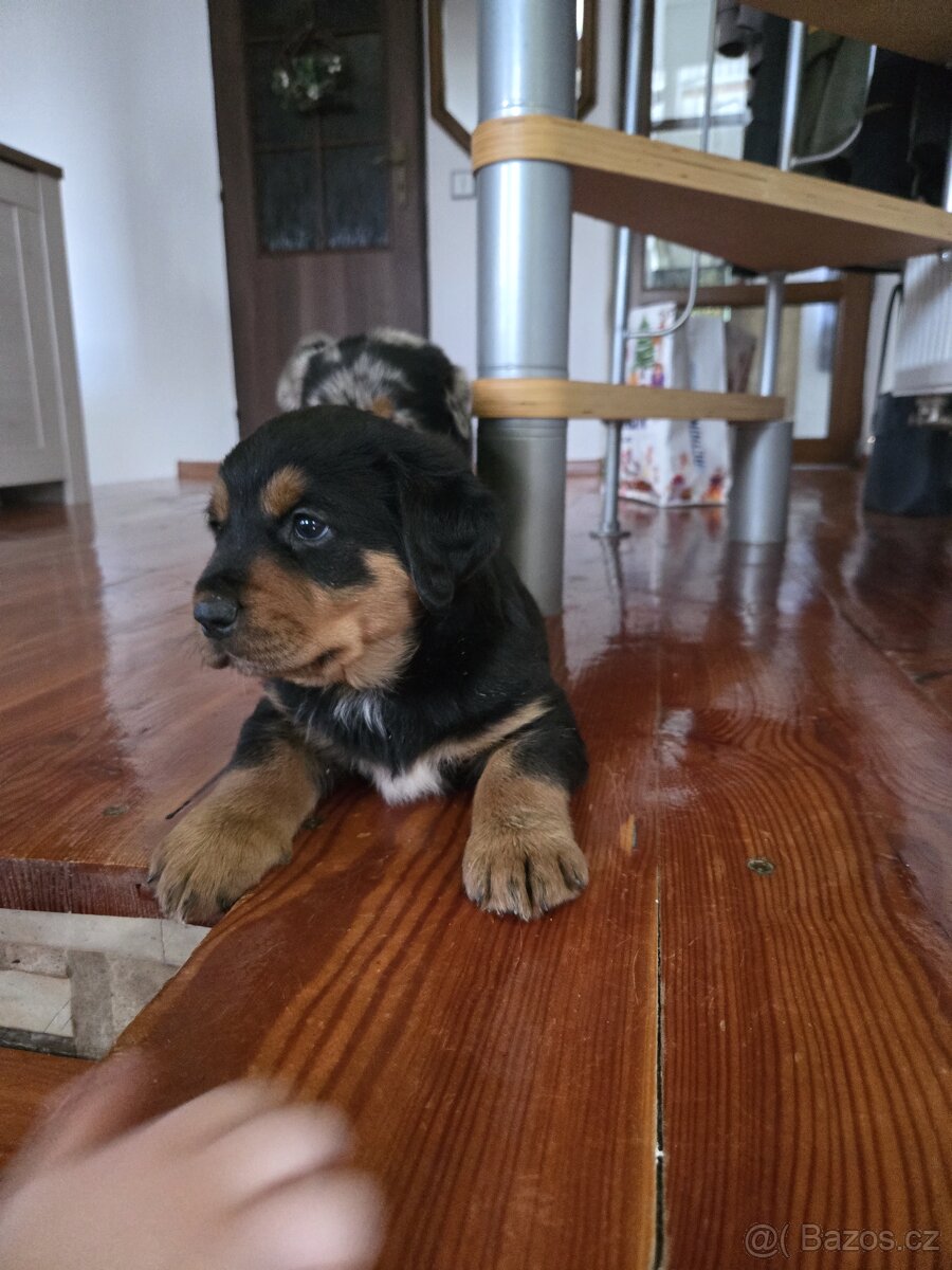 Štěňata Rottweiler × Australský ovčák - 3