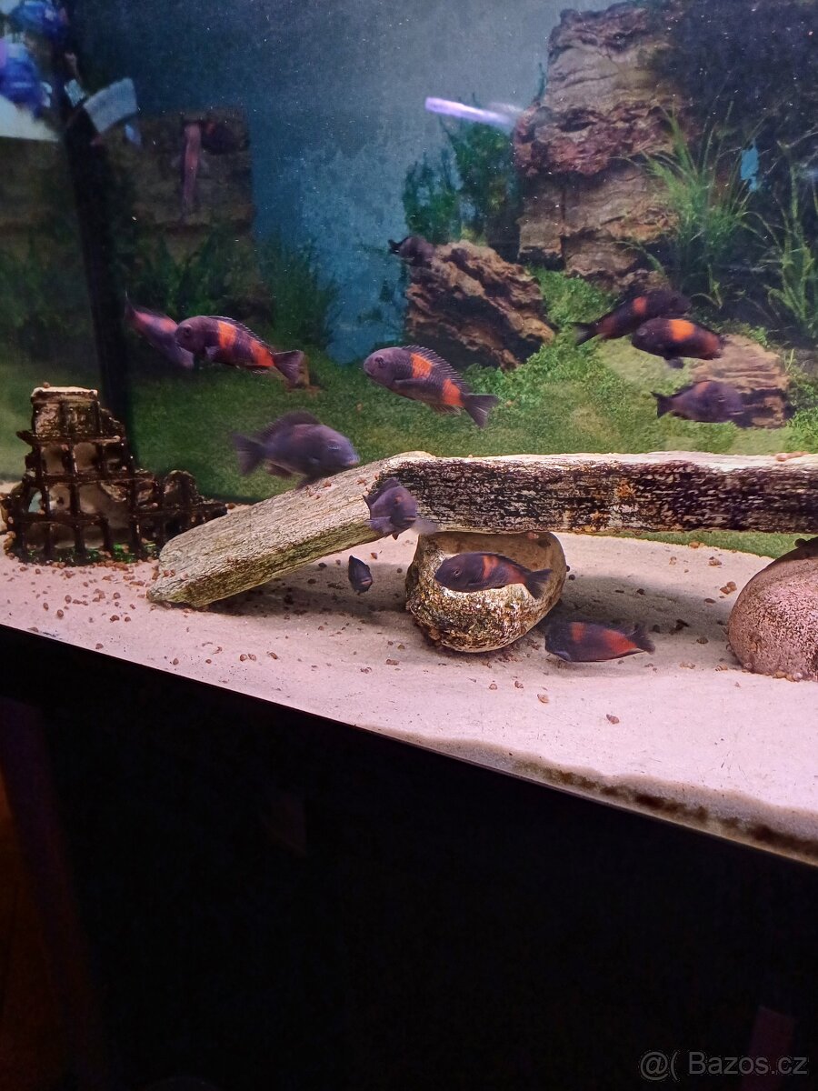 Tropheus Bulu Point - 3