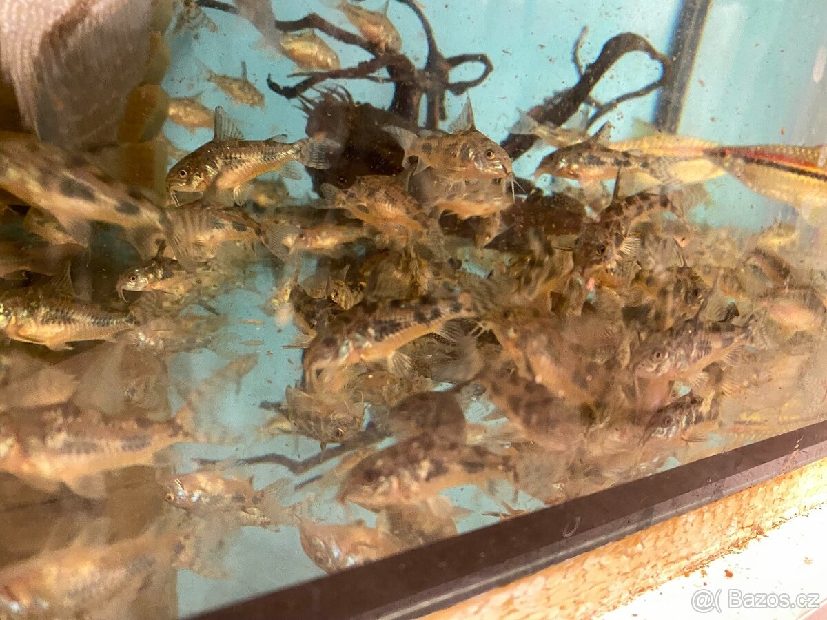 Pancéřníček skvrnitý - 3